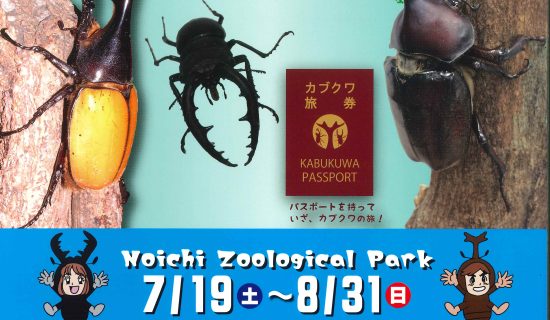 今年夏天是“环游世界的喀布尔之旅”!