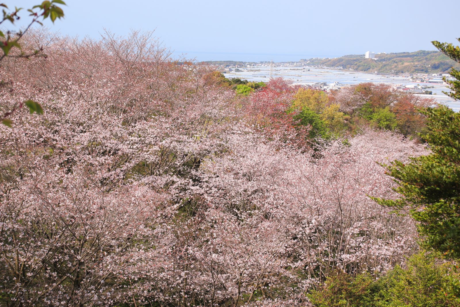 酒店周边的春花景点7选|高知土佐美居温泉度假酒店