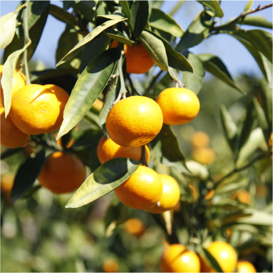 Taste of autumn Wenzhou mandarin orange picking in Yamakita, production area of Wenzhou mandarin oranges
