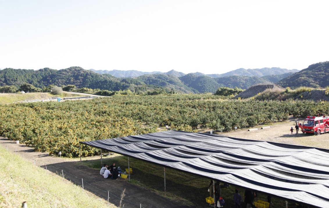 Mandarin orange picking, taste of autumn, Wenzhou mandarin orange, Yamakita mandarin orange