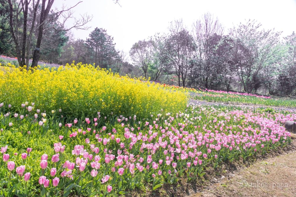 莫奈的花園|高知土佐美居溫泉度假酒店