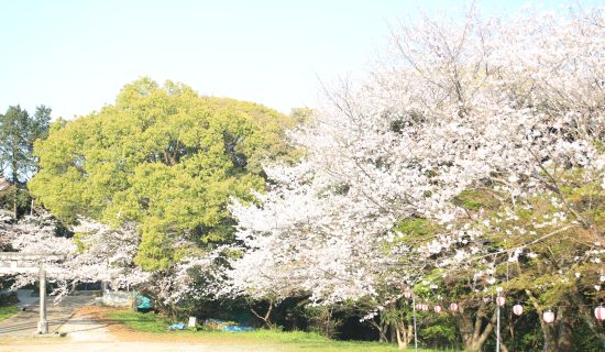 高知的春花飯店周邊推薦7選