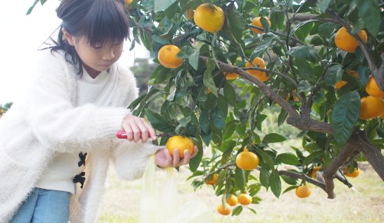 秋の味覚 温州みかんの産地、山北のみかん狩り