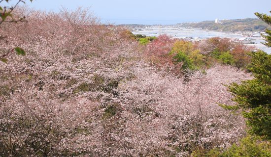 高知の春花　ホテル周辺おすすめ　7選