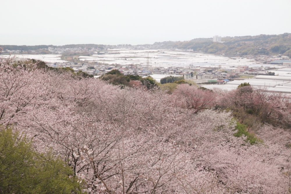 芸西村　桜が丘公園｜メルキュール高知土佐リゾート＆スパ