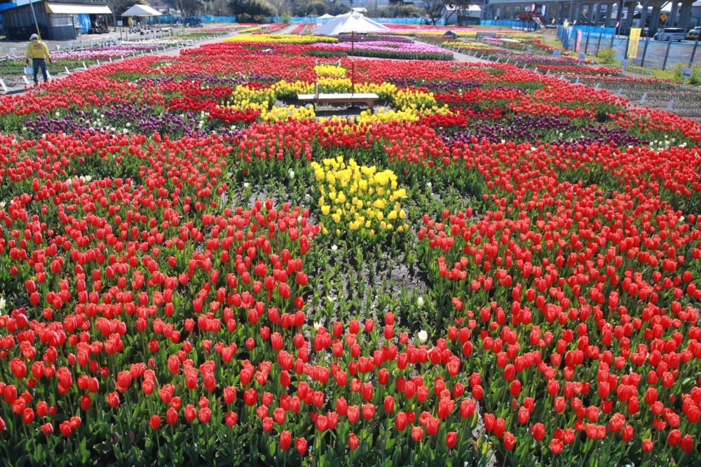 香南市かがみ花フェスタ　チューリップ祭り｜メルキュール高知土佐リゾート＆スパ
